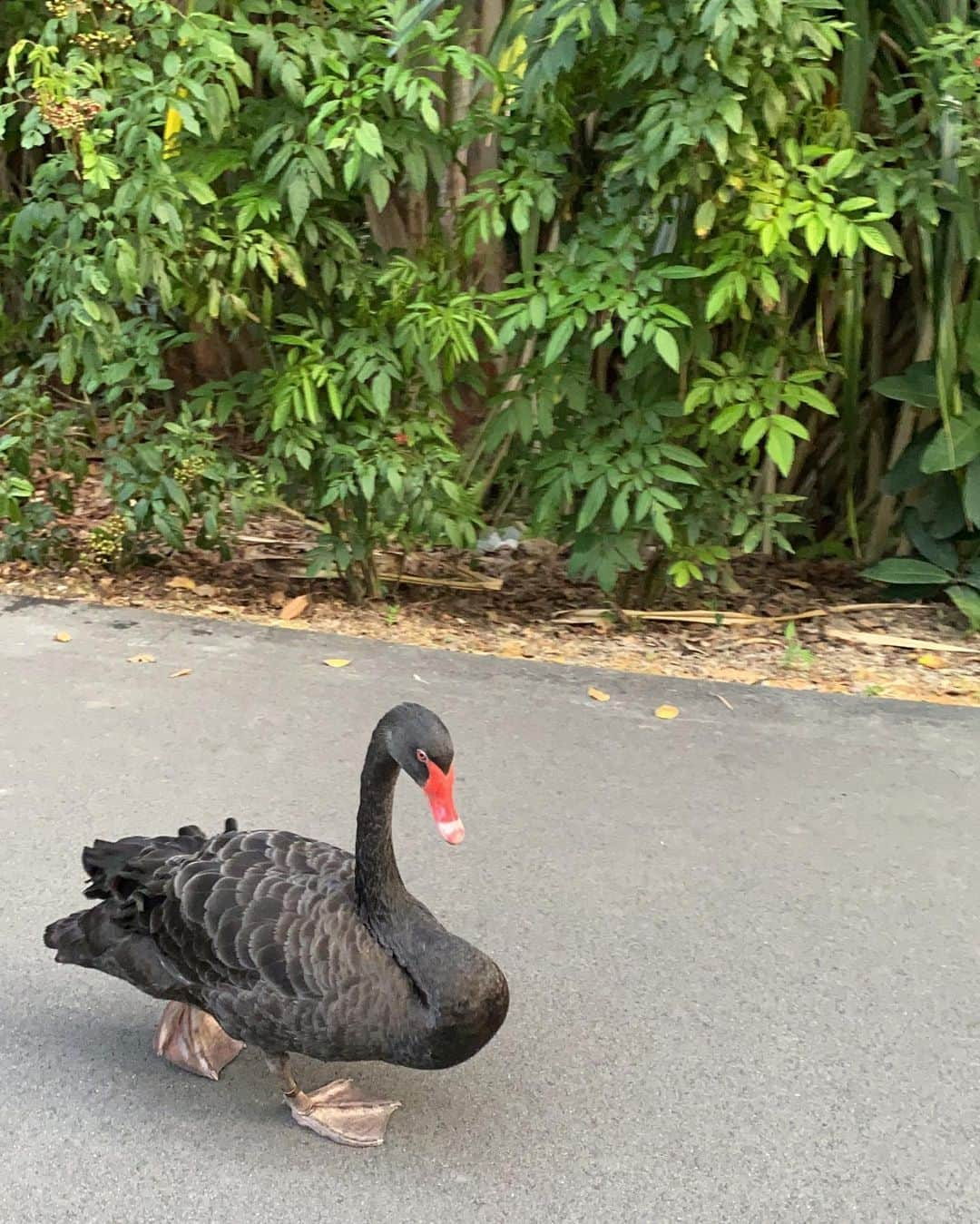 畑田亜希さんのインスタグラム写真 - (畑田亜希Instagram)「🌳Botanic Gardens🌳 ・ 色んな子が生息してるボタニックガーデン🦦🐒🐟🐍🦎🐿🐢🦃🦢🐔 ・ ここに来るといつもスッキリリフレッシュできるから大好きな場所☺️ ・ 🇸🇬シンガポール初の世界遺産です🌍🙌 ・ #2020 #sg #botanicgardens #世界遺産」4月16日 0時26分 - akihatada