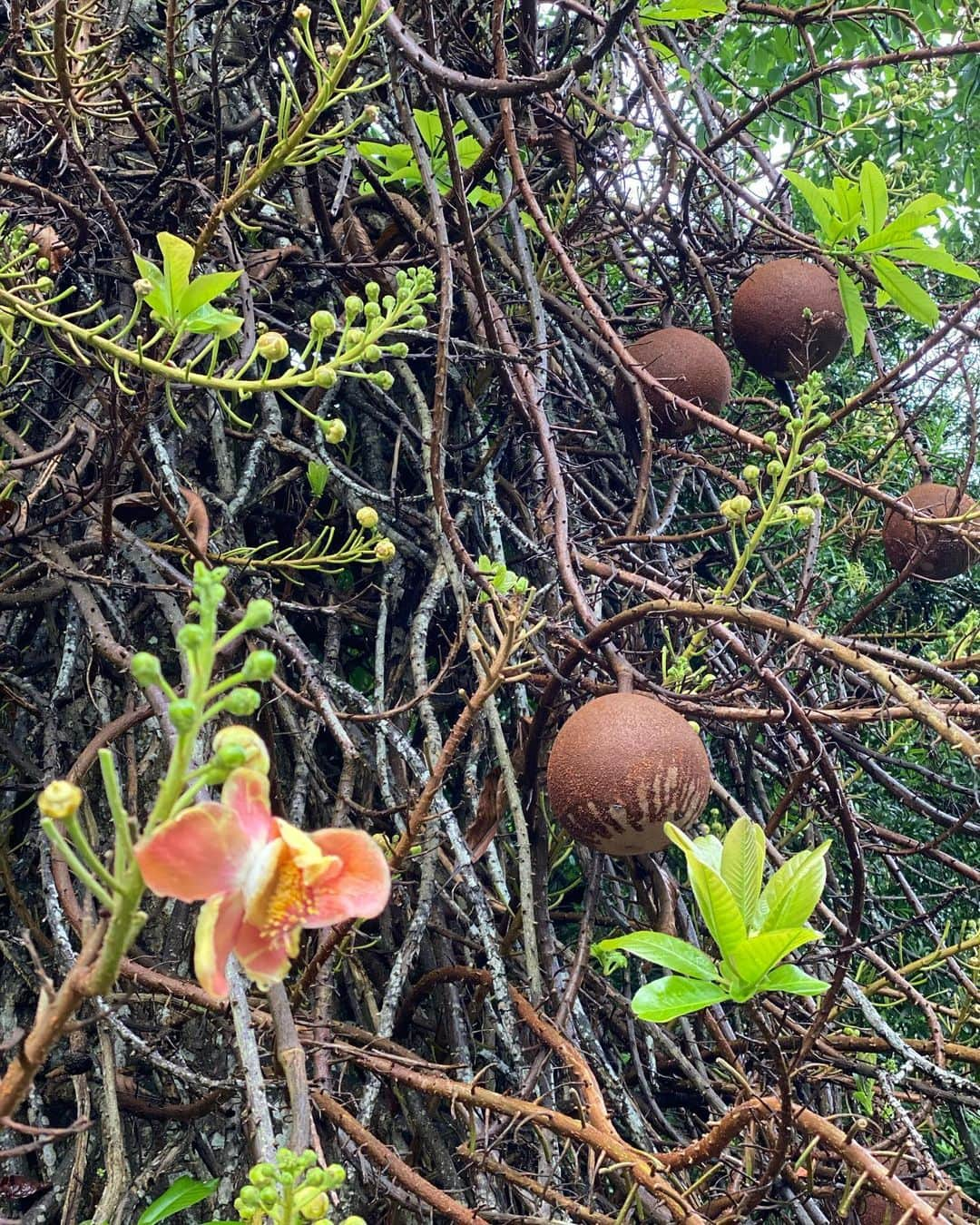 畑田亜希さんのインスタグラム写真 - (畑田亜希Instagram)「🌳Botanic Gardens🌳 ・ 色んな子が生息してるボタニックガーデン🦦🐒🐟🐍🦎🐿🐢🦃🦢🐔 ・ ここに来るといつもスッキリリフレッシュできるから大好きな場所☺️ ・ 🇸🇬シンガポール初の世界遺産です🌍🙌 ・ #2020 #sg #botanicgardens #世界遺産」4月16日 0時26分 - akihatada