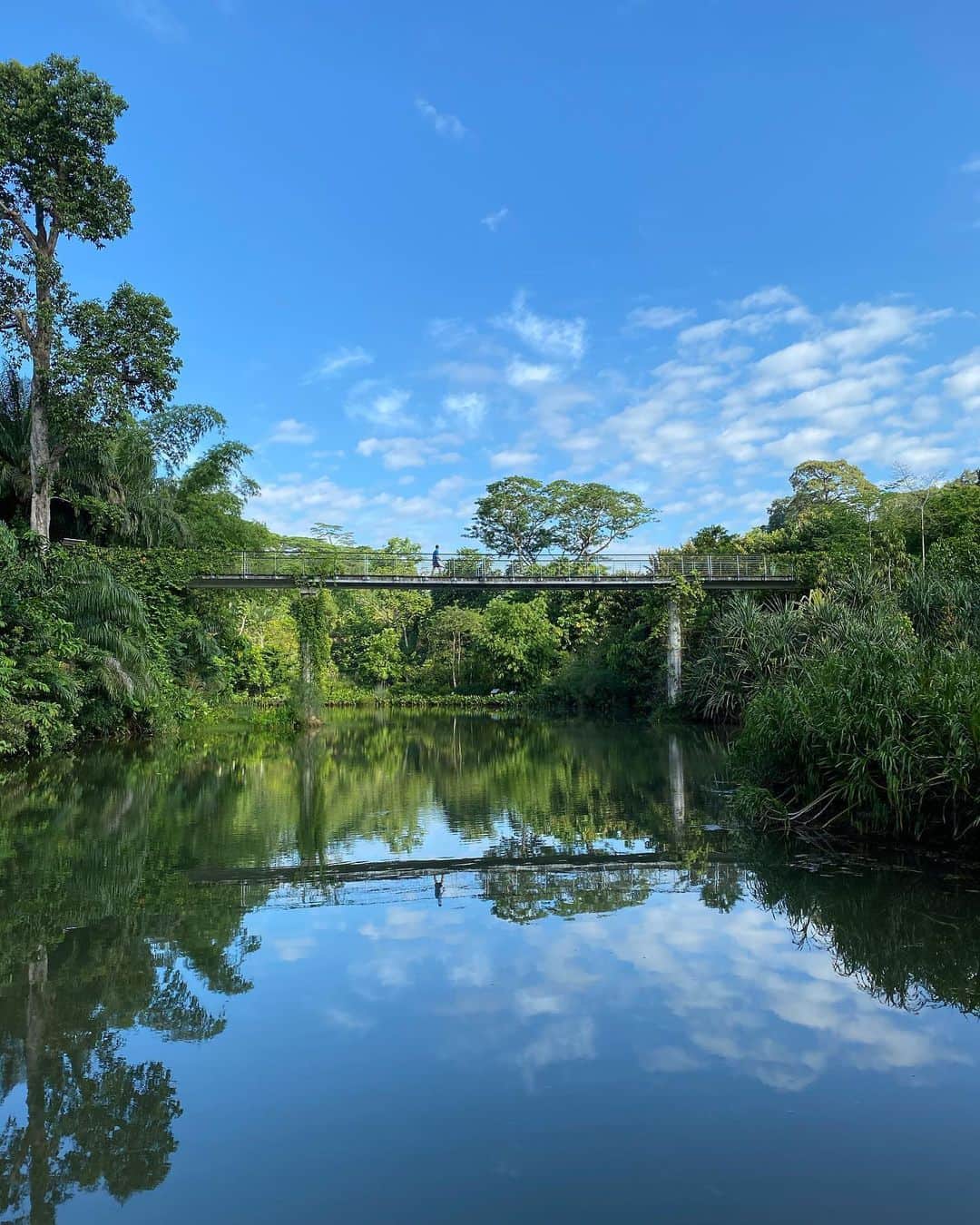 のインスタグラム：「🌳Botanic Gardens🌳 ・ 色んな子が生息してるボタニックガーデン🦦🐒🐟🐍🦎🐿🐢🦃🦢🐔 ・ ここに来るといつもスッキリリフレッシュできるから大好きな場所☺️ ・ 🇸🇬シンガポール初の世界遺産です🌍🙌 ・ #2020 #sg #botanicgardens #世界遺産」