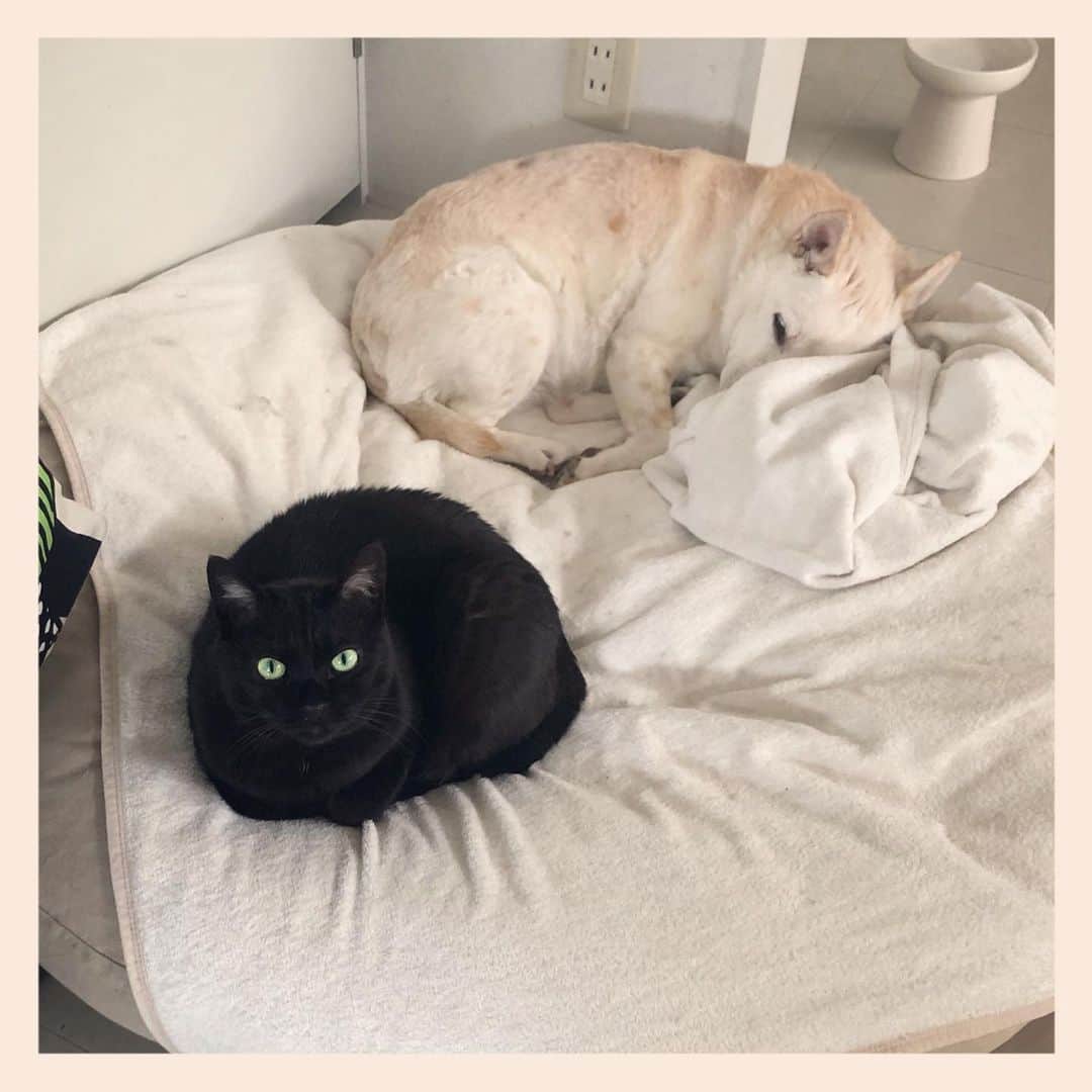 パンといっぴきのインスタグラム：「#元保護犬 #雑種犬 #犬と猫 #黒猫 #眠る犬 #catanddog #crossbreed #blackcat #sleepingdog」