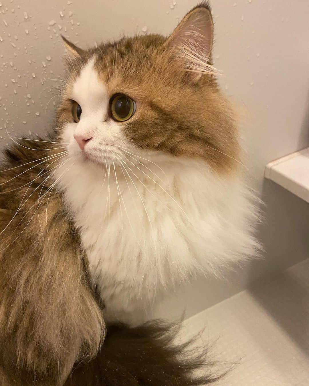 マンチカンのココ王子のインスタグラム：「やらかしちゃって、シャンプーされたにゃ🙀  シャンプー前の、浴室暖まるの待ってる時のボク😾  #minuetcat#cat#kawaii#neko#にゃんすたぐらむ#gato#gattino#猫#猫のいる暮らし」
