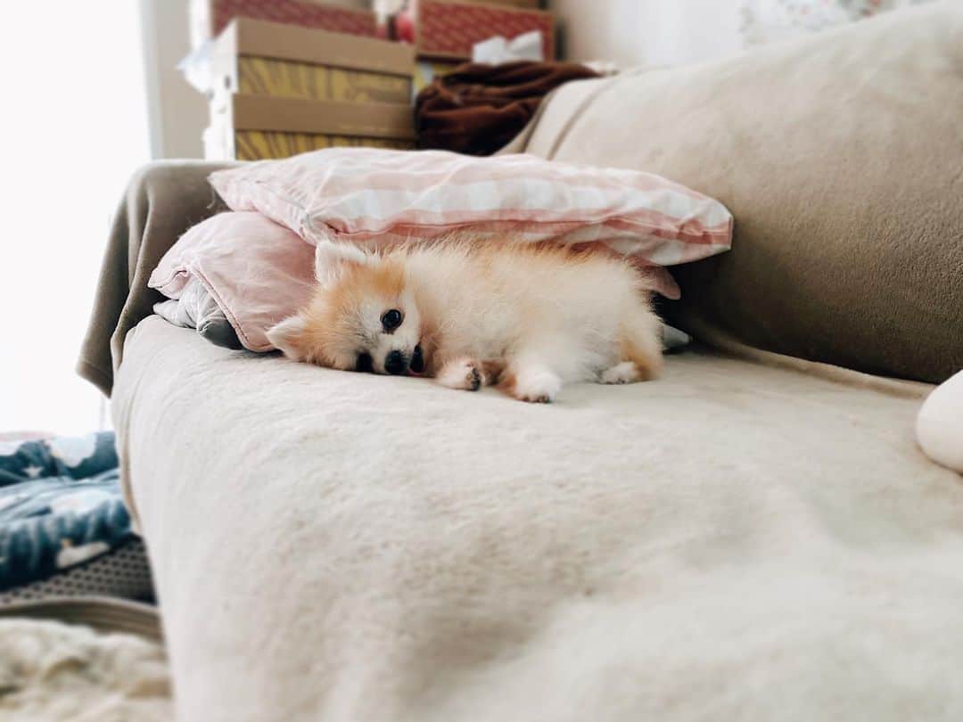 r_oseのインスタグラム：「Quarantine got me like..🐰〰️ #lockdown」