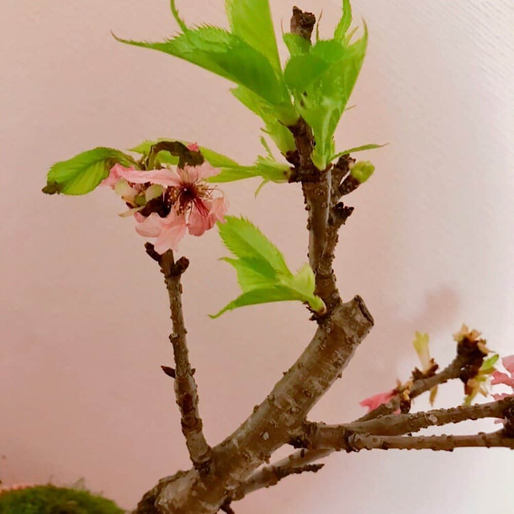 相内優香さんのインスタグラム写真 - (相内優香Instagram)「散った桜の花びらを集めてハートを作るという、乙女なことをやってみました笑。 もうだいぶ散って葉桜に。 新鮮なグリーンが眩しい。  #桜盆栽 #花びらでハートを作りました」4月16日 1時01分 - yuuka_aiuchi