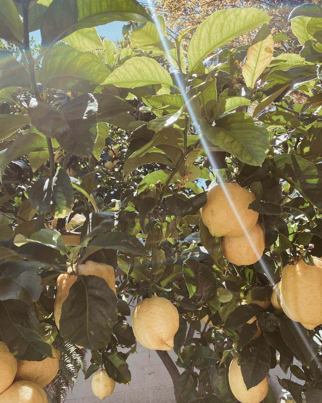 Camden Scottのインスタグラム：「It will be a good day. (Feel free to share positive affirmations below)」