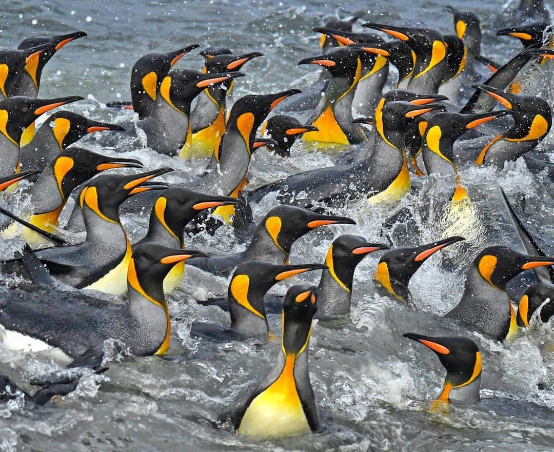 Thomas Peschakのインスタグラム：「ANIMALS BEING CRAP AT SOCIAL DISTANCING Part 2 // After feeding along the Polar Front King penguins return to the beaches of Sub-Antarctic Marion Island in groups to reduce the chances of being snacked on by Orcas. Here a extra large swell further concentrates the penguins returning to the Kildalkey Bay colony.  Shot on assignment for @natgeo #animalsbeingcrapatsocialdistancing #socialdistancing #penguins」