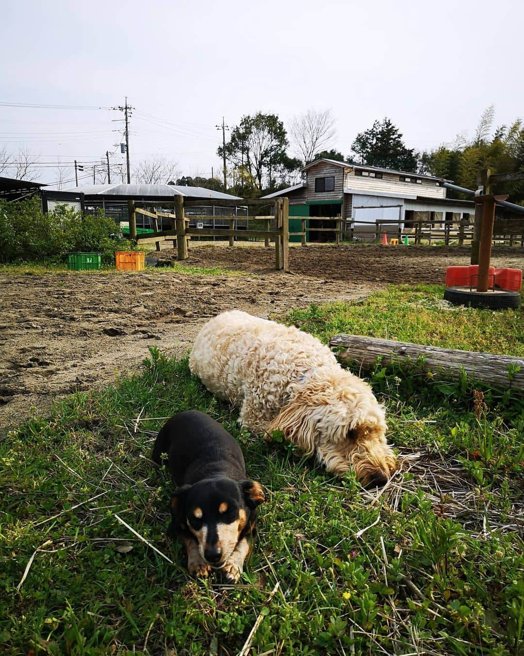 佐藤藍子さんのインスタグラム写真 - (佐藤藍子Instagram)「皆様、おこんばんみーです🍀  先日、桜が咲いたなぁ🌸と思っていたら いつの間にか葉桜🌿に  慌ただしく過ごしていると 視野が狭くなったりしがちですが  そんな時  モフモフな家族にとても癒されます🐶  我が家の一番大きな、おてんとうさん🐶 一番小さな、ちめん🐶(本名は、そら🐶) 私は、爆睡している時の肉球のかほりが好きです✨  #犬#ミックス犬#犬仲良し#ゴールデンドゥードゥル #チワックス#佐藤藍子#aikosato #dogsofinstagram #dog #goldendoodles #miniaturedachshundmix #chihuahuamix」4月16日 2時02分 - sato_aiko_official