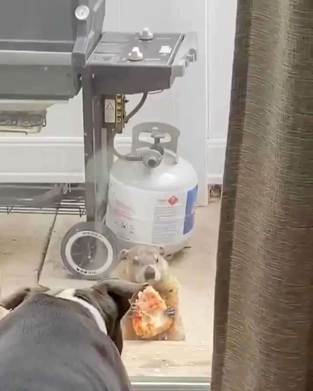 Phil Heathのインスタグラム：「This was sent by my mother in law @terilc61, she watched it on the news today 😂 look at this cold hearted, funny ass, pizza smackin Groundhog Lol. Let’s comment on this savage go haha!」