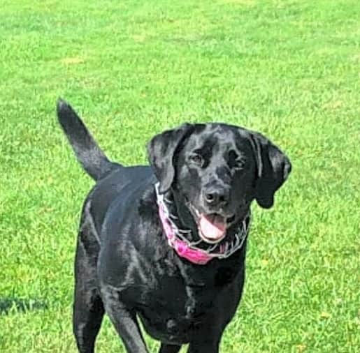 World of Labradors!さんのインスタグラム写真 - (World of Labradors!Instagram)「Julie is a single mother who supported her daughter, @kellyguntherr, to qualify for the 2014 Olympic skating team. Now the family needs help! ⠀⠀⠀⠀⠀⠀⠀⠀⠀⠀⠀⠀ Their dog, Sochi was limping and in pain. The beautiful black Lab needs leg surgery, but Julie can’t afford the procedure. "Sochi and I are inseparable. I live alone and became disabled 11 years ago. She became my service dog; I cannot even tell you how attached I am to her," Julie says.  Kelly tells Waggle the situation is hitting at the worst time. "I work part-time at a Dick's Sporting Goods store and trying to get my own career up and off the ground as a motivational speaker," she says.  Waggle is an amazing organization that polices each campaign and administers the funds directly to the vet working with the pet. Any funds raised in excess of the goal will be put towards other pets needing help on the site. Link in bio.」4月16日 3時12分 - worldoflabs