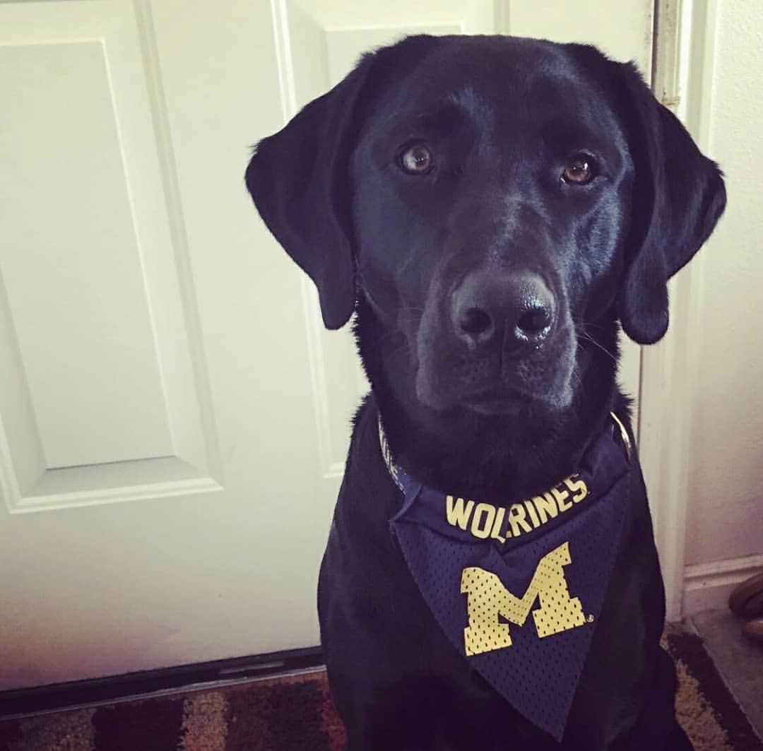 World of Labradors!さんのインスタグラム写真 - (World of Labradors!Instagram)「Julie is a single mother who supported her daughter, @kellyguntherr, to qualify for the 2014 Olympic skating team. Now the family needs help! ⠀⠀⠀⠀⠀⠀⠀⠀⠀⠀⠀⠀ Their dog, Sochi was limping and in pain. The beautiful black Lab needs leg surgery, but Julie can’t afford the procedure. "Sochi and I are inseparable. I live alone and became disabled 11 years ago. She became my service dog; I cannot even tell you how attached I am to her," Julie says.  Kelly tells Waggle the situation is hitting at the worst time. "I work part-time at a Dick's Sporting Goods store and trying to get my own career up and off the ground as a motivational speaker," she says.  Waggle is an amazing organization that polices each campaign and administers the funds directly to the vet working with the pet. Any funds raised in excess of the goal will be put towards other pets needing help on the site. Link in bio.」4月16日 3時12分 - worldoflabs