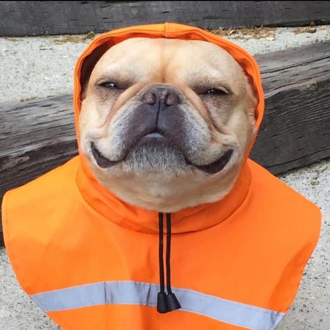 Hamlinのインスタグラム：「A good boy who’s always on duty. ❤️🌈 .......... #smile #goodboy #roadcone」