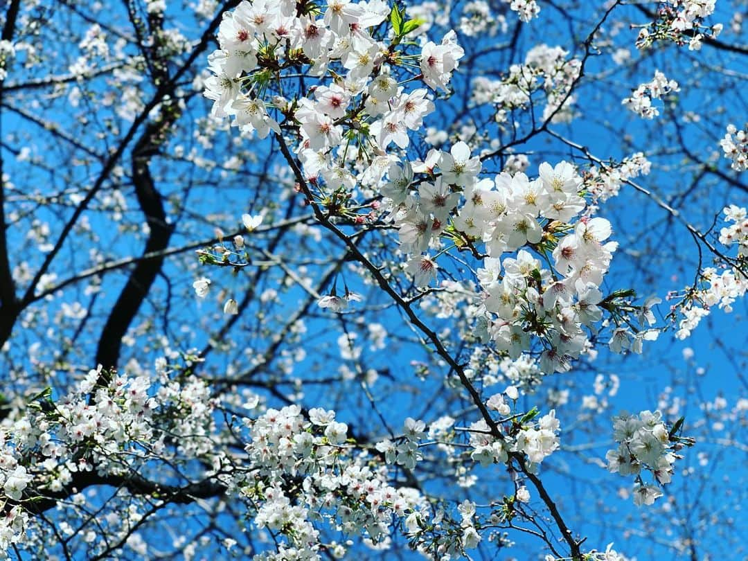 こしじまとしこさんのインスタグラム写真 - (こしじまとしこInstagram)4月16日 14時55分 - oookoshiooo