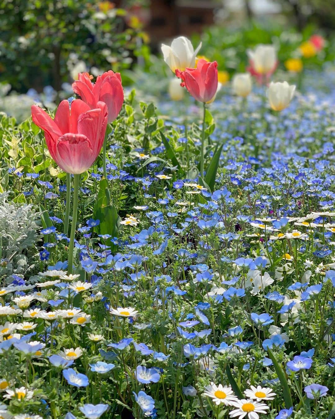 吉村優さんのインスタグラム写真 - (吉村優Instagram)「🌷 * 今週も Abema終わりの帰宅途中に キレイなお花発見😍 * 鮮やか💐✨✨ * #flower #tulips #margaret #nemophila #garden  #花 #チューリップ #春」4月16日 13時55分 - yuyoshimura87