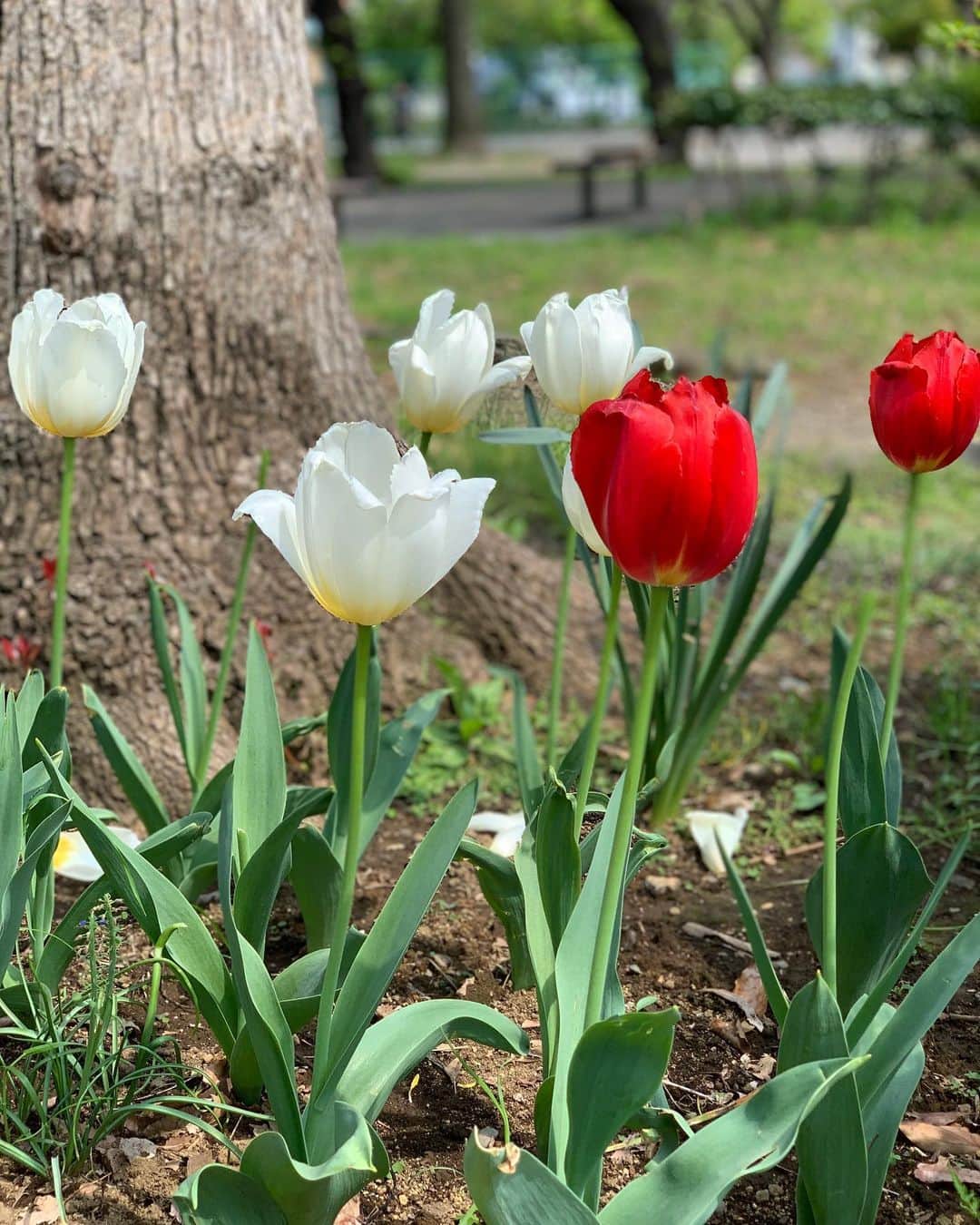 吉村優さんのインスタグラム写真 - (吉村優Instagram)「🌷 * 今週も Abema終わりの帰宅途中に キレイなお花発見😍 * 鮮やか💐✨✨ * #flower #tulips #margaret #nemophila #garden  #花 #チューリップ #春」4月16日 13時55分 - yuyoshimura87