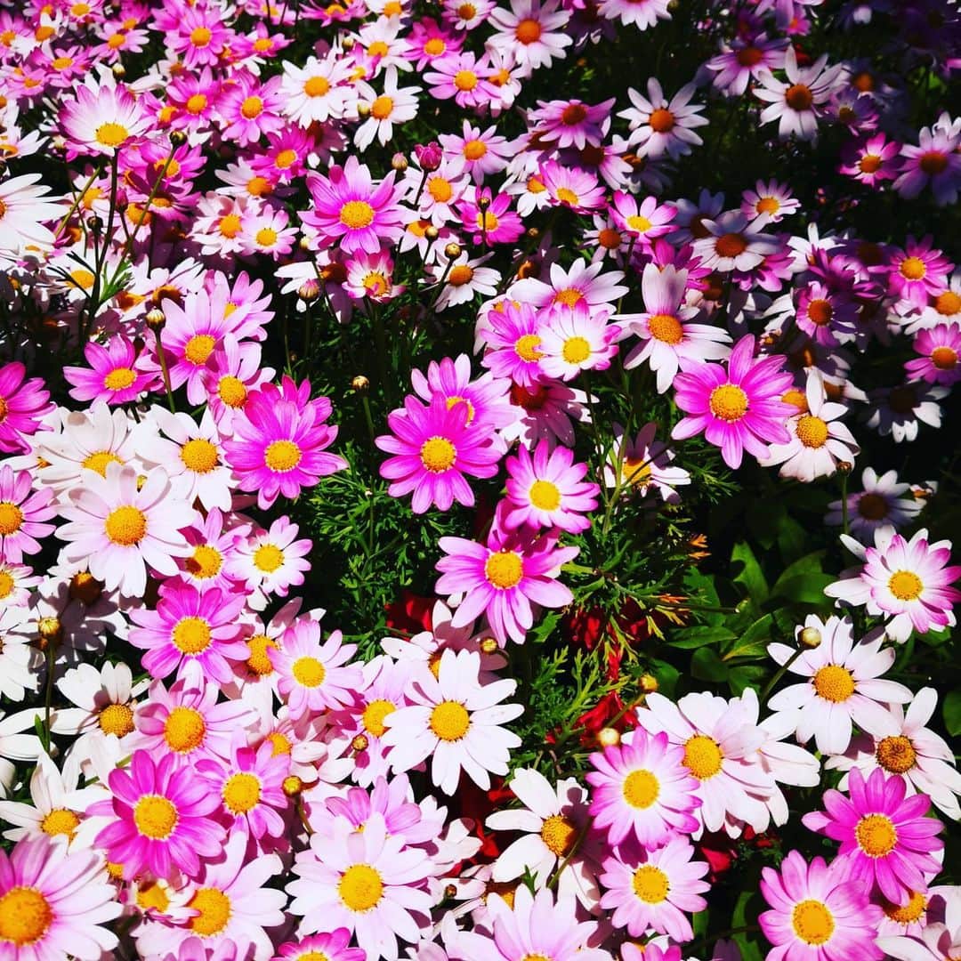 華耀きらりさんのインスタグラム写真 - (華耀きらりInstagram)「道に咲く花にエールもらえます🌼🏵️ . たか子さんのお言葉をお借りして. . 頑張らず頑張ろう✨✨✨✨✨ #エール#道に咲く花 #がんばろう日本」4月16日 14時15分 - hi__kirari_kayo
