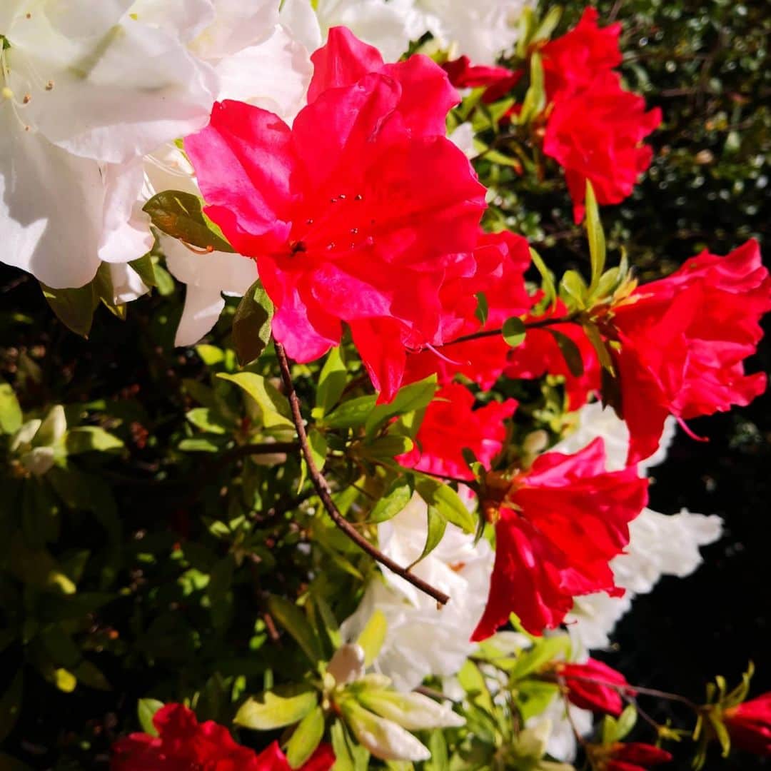 華耀きらりさんのインスタグラム写真 - (華耀きらりInstagram)「道に咲く花にエールもらえます🌼🏵️ . たか子さんのお言葉をお借りして. . 頑張らず頑張ろう✨✨✨✨✨ #エール#道に咲く花 #がんばろう日本」4月16日 14時15分 - hi__kirari_kayo