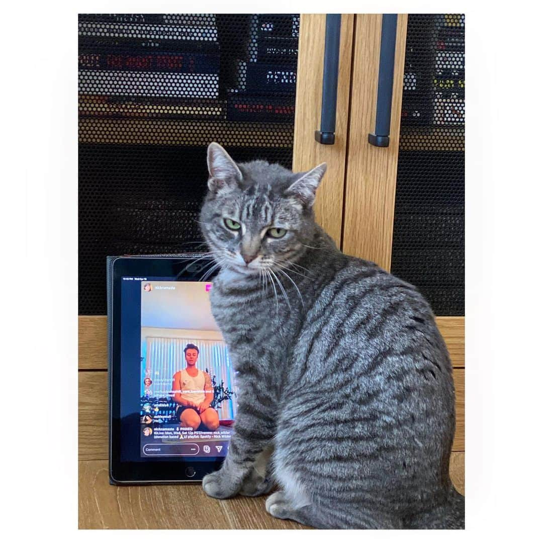 シャンテル・ヴァンサンテンさんのインスタグラム写真 - (シャンテル・ヴァンサンテンInstagram)「Quarantine with the fur-babies is going great. Nap time is their favorite subject. Finn gets an A+ for cuddling well with others. Nova gets an A for creativity in a pillow. Phil is the busy student getting involved in gym class. “Why is it called downward DOG? You are doing half of the CatCow movement wrong, trust me. OH, You cant see the teacher well, Namaste right here!” #PawParent #QuarantineLife」4月16日 14時46分 - therealshantel