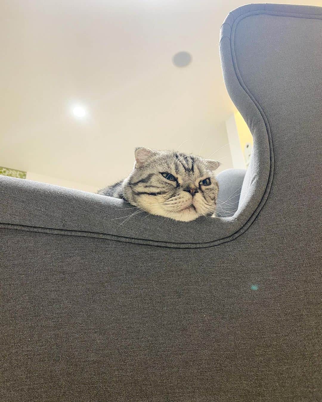 Shishi-maruのインスタグラム：「🐱リラックス中 🐱Relaxing  ーーーーーーーーーーーーー 🌺「渋ネコ ししまるさん」ねこのきもちWEB MAGAZINE にて毎週金曜日エッセイの連載中 ーーーーーーーーーーー 📕「ぷっちねこ。」「3匹のちいさな猫を召喚できたなら」「ちいさな猫を召喚できたなら」徳間書店より単行本発売中 ーーーーーーーーーーー ⭐︎ねこ漫画→@tacos_cat 🌺Twitter →@taco_emonemon ーーーーーーーーーーー」