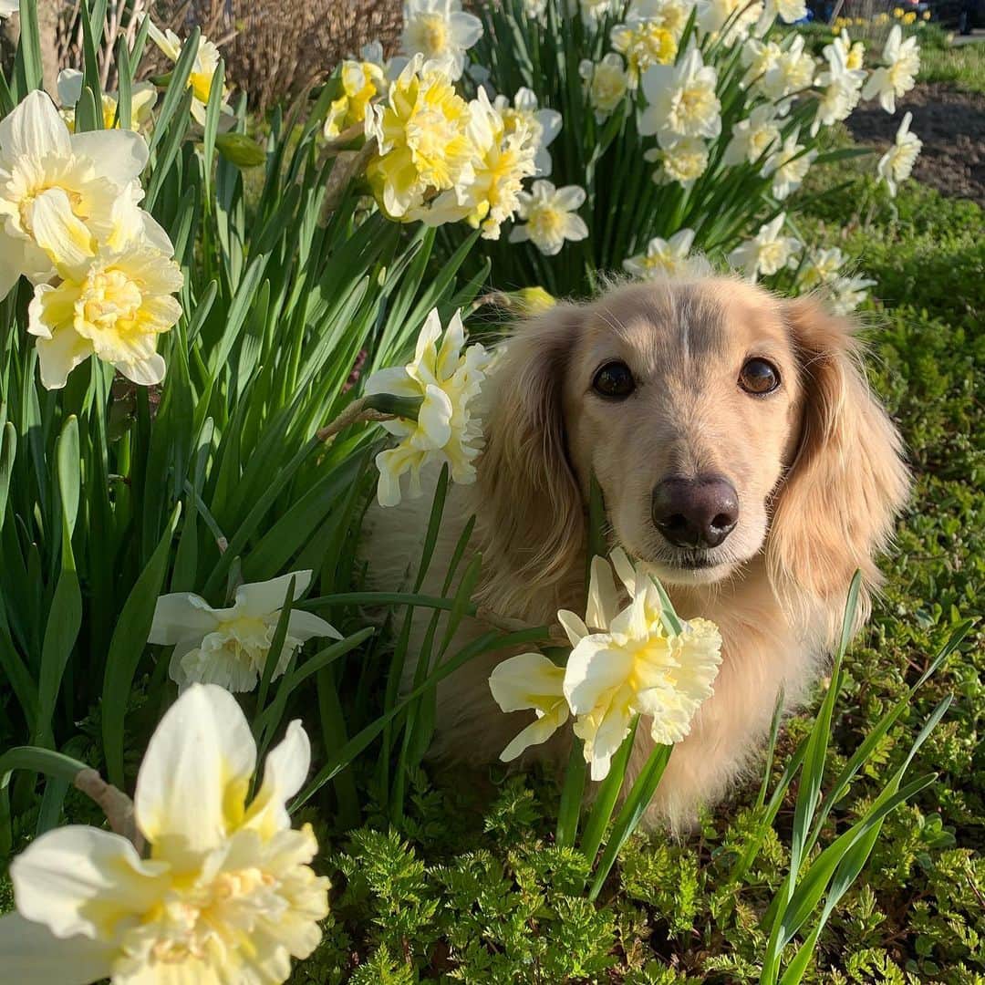 ハッチ＆ニコさんのインスタグラム写真 - (ハッチ＆ニコInstagram)「Good morning ☀️ ピカピカお天気おはようございます。  #水仙#narcissus #カメラ嫌い同好会 #pecoいぬ部 #犬の生活が第一 #癒しわんこ #dachshund #犬バカ部 #短足部 #ふわもこ部 #tokyocameraclub #東京カメラ部」4月16日 7時01分 - hacth427
