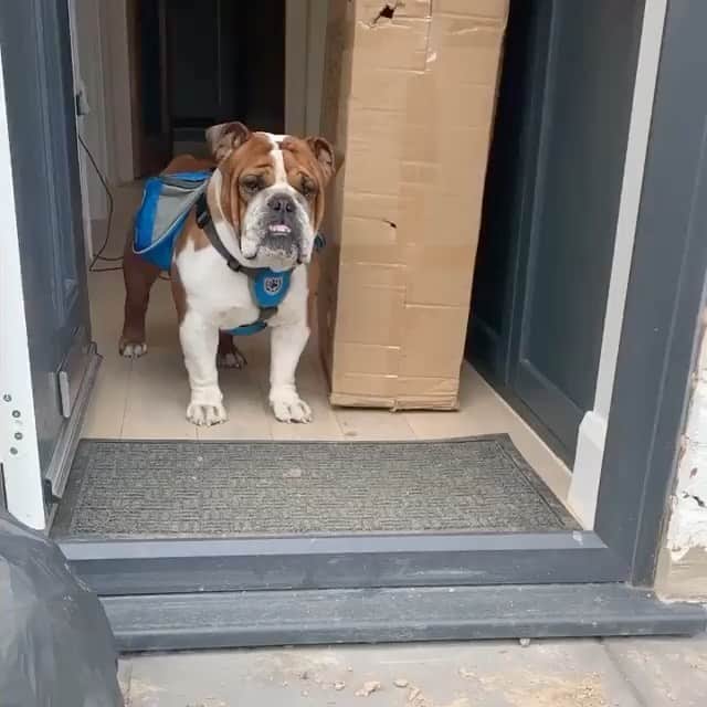 Bodhi & Butters & Bubbahのインスタグラム：「Pure AF 😍 @sheldonthebulldog_ has been delivering #delicious fresh baked goodies to his #friends and #family during #lockdown 🐶🐾🧁 his momma packs up his little backpack with #treats and off he goes! Spreading #love ❤️ and #sunshine ☀️ everywhere he goes!!! . . . . . #bulldog #positivevibes #bestoftheday #food #hungry #baby #puppy #life #dessert #baking #dogsofinstagram #smile #be #happy #sweet #boy」