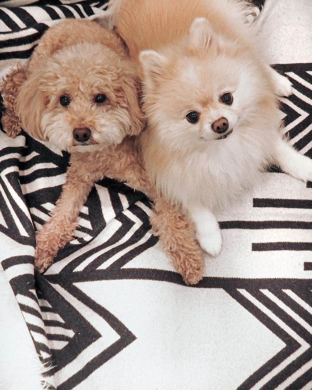 Manamiのインスタグラム：「My babies🐶🐶🤎🤍 ㅤ 大好きなふたりは今年で11歳。 ふたりは実家に住んでます。 昨日はバニラに少し悲しい事があったんだ🥺 多分これからもっと悲しい事もたくさん起きると思う。 今の状況が落ち着いたらもっとたくさん会いに行く🥺 大切な人も犬も、会える事が当たり前じゃなかったんだなって 会えなくなって今また思う事がたくさんある。 いてくれることに感謝と、これからもっと大切にする。 自分がいつ死ぬかも、この先何があるか分からないから、 一生会えなくなる前にね🌼 ㅤ always love you」