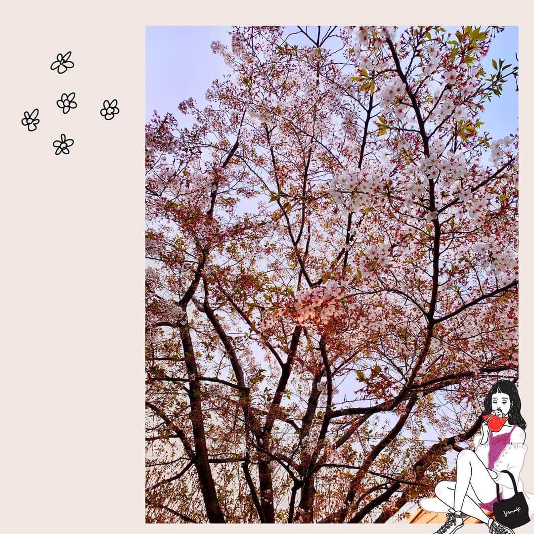 のインスタグラム：「♡ 今年は、桜🌸 ちゃんと見れなかったな(´⊿`) また来年会おうね どうぶつの森でもいつの間にか 桜が散ってなくなっておりました 儚き〜。 さくらんぼ食べたーーーーい！！笑  #井坂仁美 #hitomiisaka #仮面ライダーGIRLS #kamenridergirls #KRGS #kamenrider #仮面ライダー」