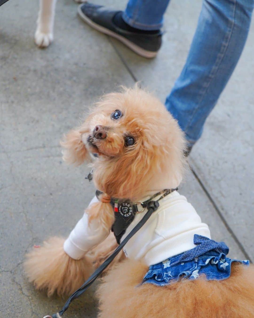 Toypoodle Mikuru?Asakusa Tokyoのインスタグラム：「20200416 Thursday. Good morning! Friends 💕 オニクは別腹😆 . あさんぽのお楽しみ 肉活みきゅるん🍖 今日も元気にオニクをいただきました😆 オニク見るとお目々キラキラ🤩 . #肉活 #浅草寺 #コロナに負けるな」