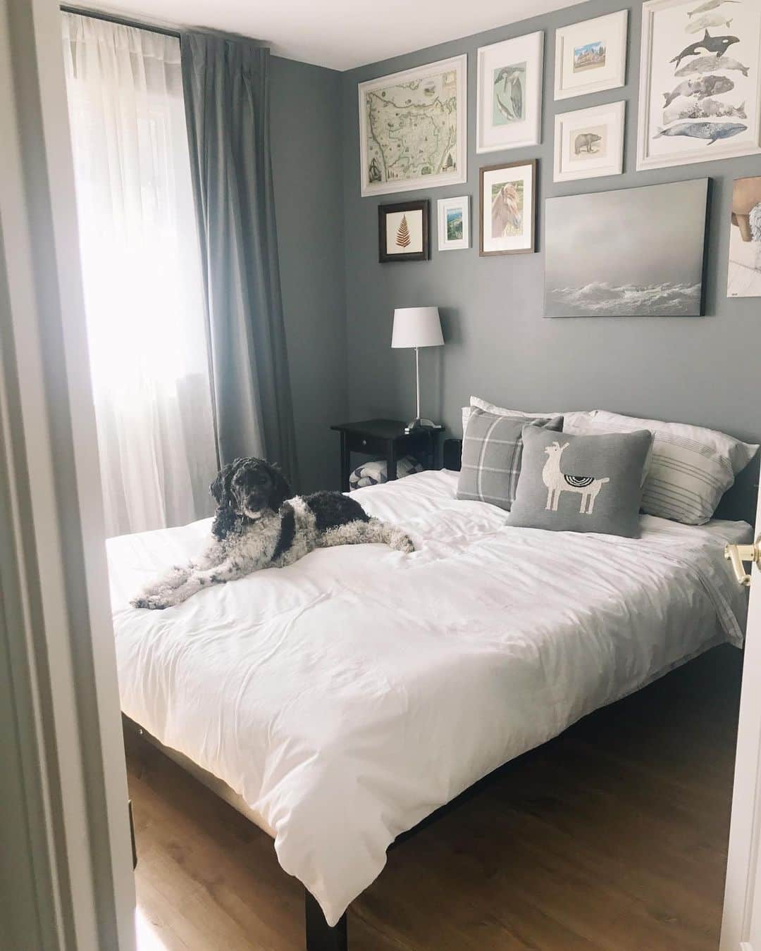 Robin May Flemingのインスタグラム：「I love walking down the hall and seeing this in the guest room. She's really her own poodle—always up for a snuggle or play session, but also happy to lounge and let the world go on without her for a bit.  Relatable.」