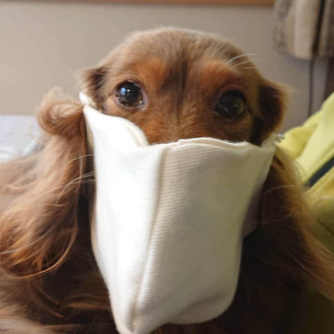 くるみんのインスタグラム：「* マスク作りました あ、もちろんヒト用です  #カニンヘンダックスフント #カニンヘン #カニンヘンダックス #カニンヘンダックスフンド #チョコタンダックスフント #チョコタンダックスフンド #チョコタンダックス #チョコタン #ダックス多頭飼い #ダックスフント #ダックスフンドカニンヘン #ダックス部 #ダックス大好き #ダックスフンド #ダックス #わんこなしでは生きていけません会 #いぬばか部 #いぬすたぐらむ #短足部 #手作りマスク #dachshundgram #dachshund #dachs #dogstagram #all_dog_japan #east_dog_japan #instagramdog #instadachs #inustagram #7pets_1day」