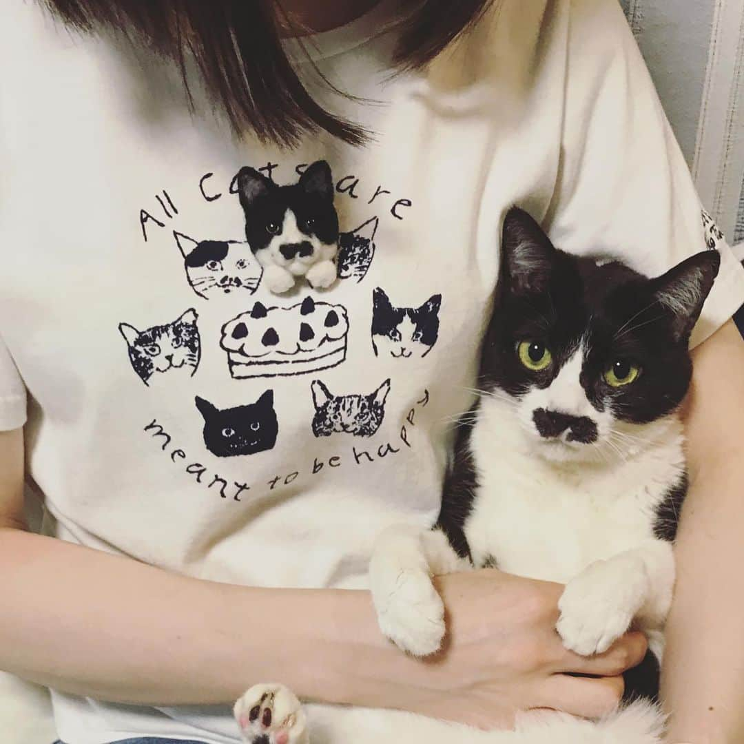 もじゃころさんのインスタグラム写真 - (もじゃころInstagram)「具「あいちゃんに怒り爆発です。まずは昨日の水曜日をすっぽかしたこと。もう一個はあいちゃんがこの前わたしの誕生日の日にTシャツに付けていたペッペブローチを外さずにそのまま洗濯機で洗濯しちゃったことです。本当に信じられません。洗濯されたせいでわたしのお耳はスコティッシュになっちゃいました。あいちゃんとはもう絶交です！…でも作ってくれた @nekosukihentai さんが新品同然に直してくれました。本当によかったです！！あいちゃんは大いに反省してください！！」 さちさんほんとにすいません😭 神すぎる対応ありがとうございました！！ 大事にします😭💕プロはすごいなぁ！！ #チョッチュ具志コロペッペ  #あいちゃんの膝の上」4月16日 8時26分 - mojyacoro96