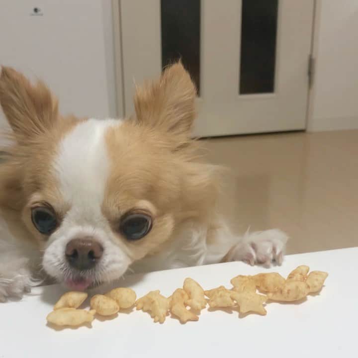 のインスタグラム：「こ、これは！ぼくの好物のおっとっとでしゅ🦑 シャクシャクのこの音がたまらないでしゅ！ 悪魔的うまさでしゅ🐾 ・ ・ ・  コロナ自粛生活の為、なんとか家の中で遊べないかと宝探しゲームやってみました(うまうま隠しただけ)🐙 ・ ・ ①タラオのテイスティング。 (犬用おっとっと) ②おやつ隠してる間、タラオ待機。 ③さっそく目ざとく発見。 試行錯誤してなんとか潜れたけど、どうやって出てくるの？ ④頑張ったのでご褒美おっとっと。 ⑤鼻パクへの修羅の道。 ・ ・ ・ 少しはお家でも運動になったかな？✨ #エクササ犬  #運動不足  #家トレ  #おっとっと  #グランデリ  #犬用  #PR」
