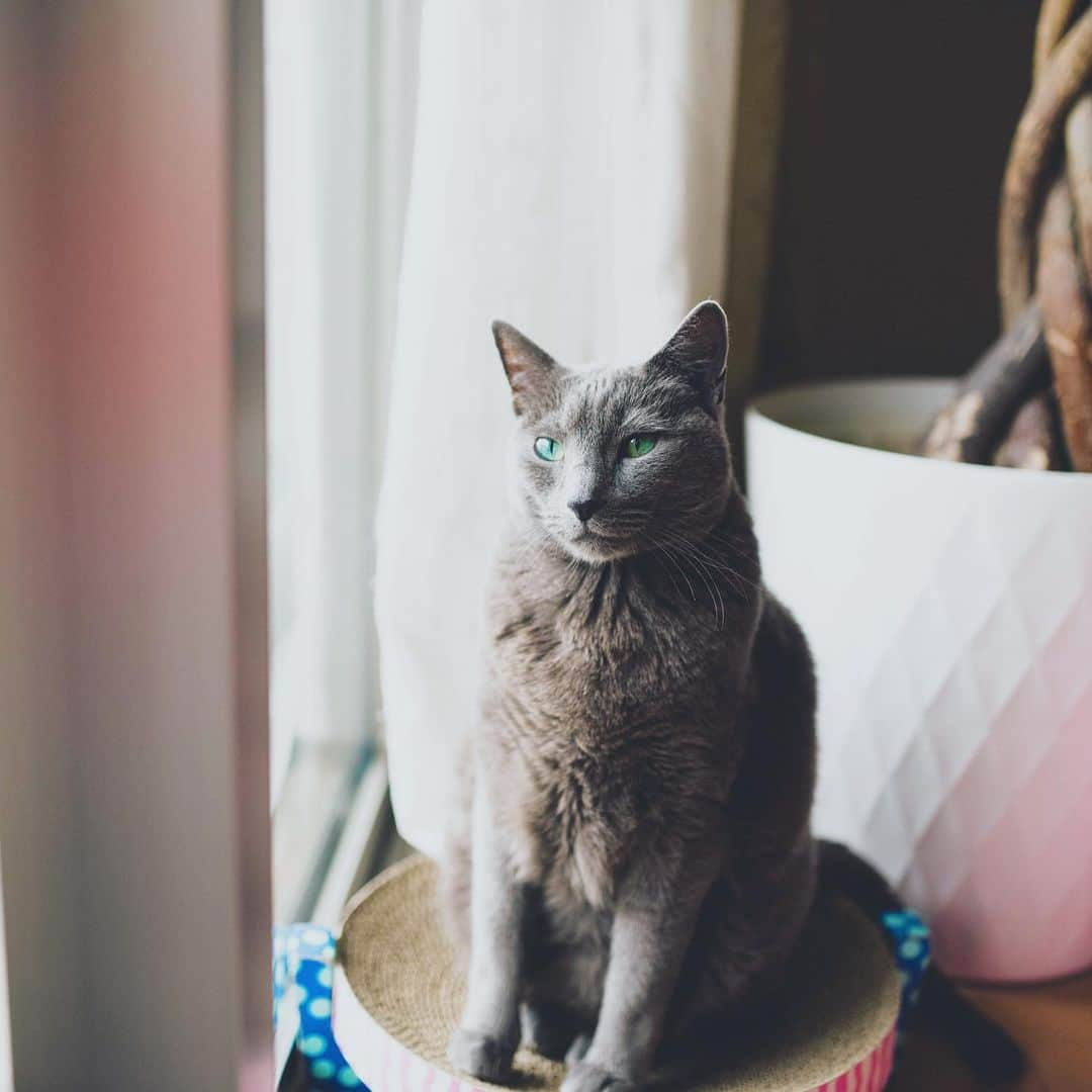 Hari?さんのインスタグラム写真 - (Hari?Instagram)「にゃあーーー🐱🐻🦁-Kote Roarrrrrrr‼️‼️‼️ . #stayhome #うちで過ごそう . .  #cat #russianblue #猫 #ねこ #ロシアンブルー #chat  #gato #greycat  #greeneyes #emeraldeyes #ふわもこ部 #にゃんすたぐらむ  #みんねこ  #INSTACAT_MEOWS #catstocker #meowsandwoofs #excellent_cats #meowvswoof #catsofworld #TopCatPhoto  #cutepetclub #IgAnimal_Snaps #cat_features #bestmeow #petoftoday」4月16日 8時42分 - koteazu2