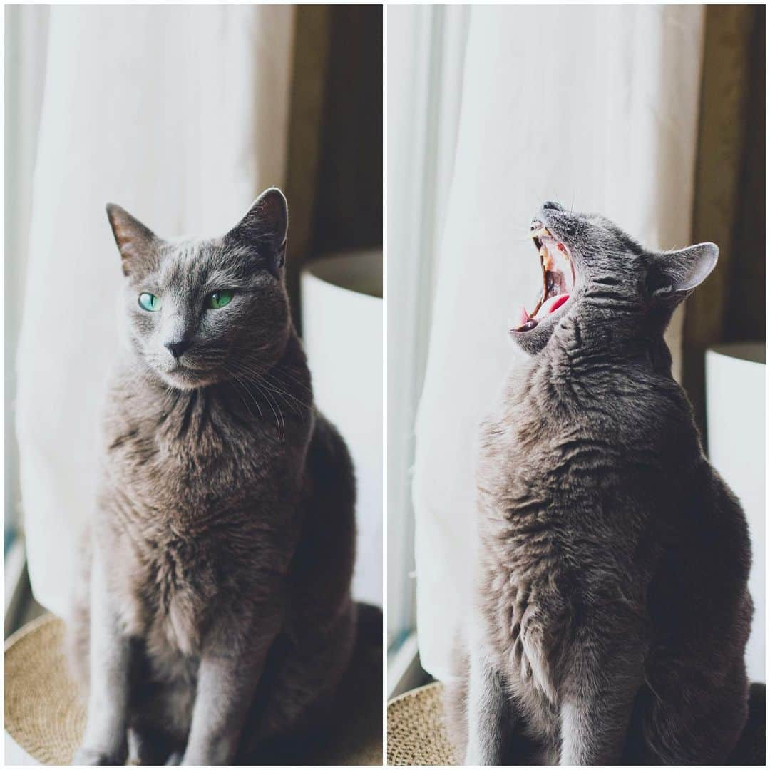 Hari?さんのインスタグラム写真 - (Hari?Instagram)「にゃあーーー🐱🐻🦁-Kote Roarrrrrrr‼️‼️‼️ . #stayhome #うちで過ごそう . .  #cat #russianblue #猫 #ねこ #ロシアンブルー #chat  #gato #greycat  #greeneyes #emeraldeyes #ふわもこ部 #にゃんすたぐらむ  #みんねこ  #INSTACAT_MEOWS #catstocker #meowsandwoofs #excellent_cats #meowvswoof #catsofworld #TopCatPhoto  #cutepetclub #IgAnimal_Snaps #cat_features #bestmeow #petoftoday」4月16日 8時42分 - koteazu2