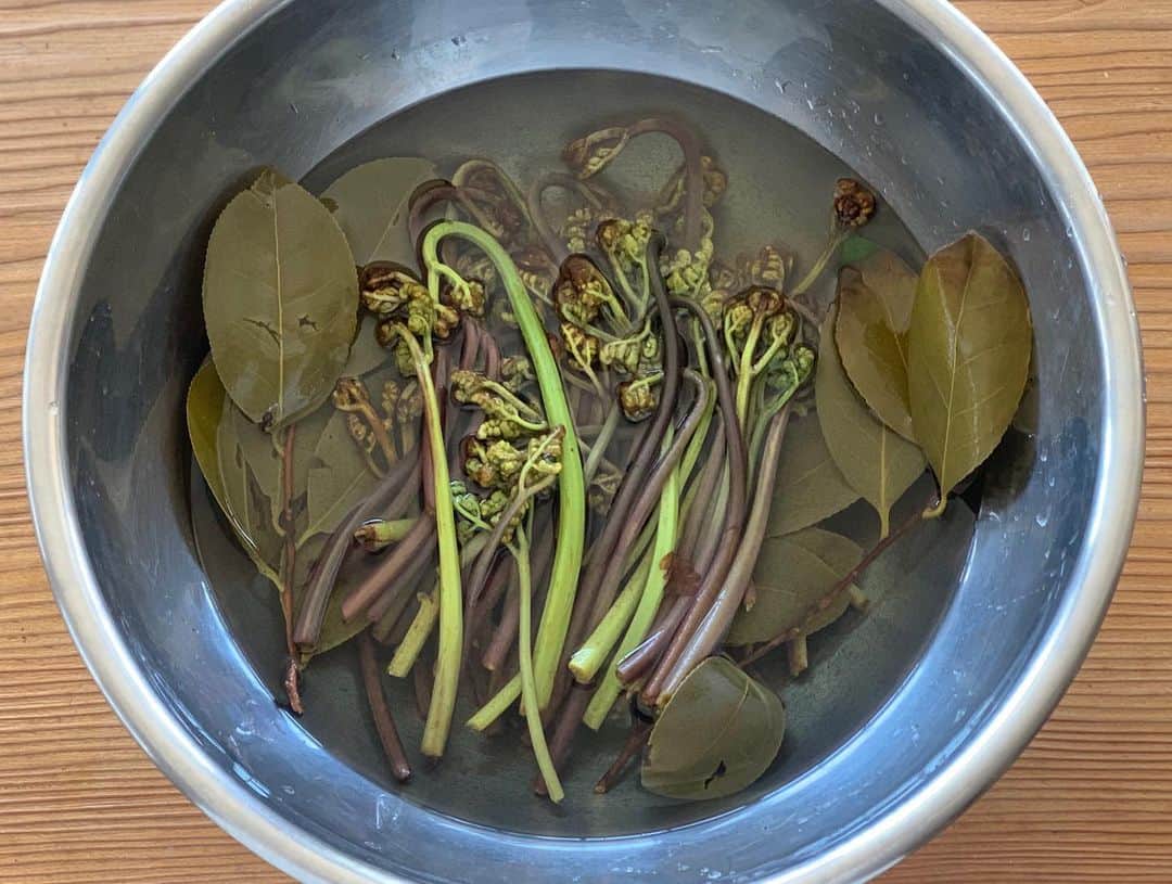 青山有紀さんのインスタグラム写真 - (青山有紀Instagram)「京都の野草のプロに教えていただいた天然ワラビのアク抜き。ワラビの上に椿の葉を置いて熱湯をかけ一晩。 シャキシャキほんとに美味しい！お浸しも大好きだけど美味しい鶏肉があるから炊き合わせにしようかな〜」4月16日 9時17分 - yukiaoya