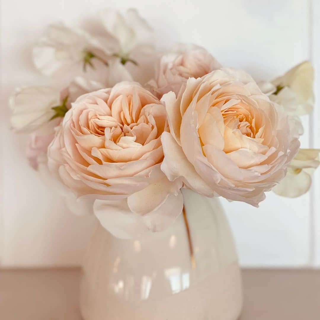 ローレン・コンラッドのインスタグラム：「So many beautiful roses this year! It’s like the garden knew we could use some extra blooms 💛」