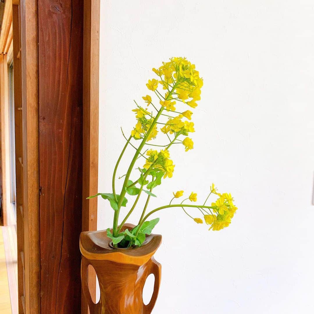 久保陽香さんのインスタグラム写真 - (久保陽香Instagram)「. . . 綺麗な黄色で元気に咲いてる菜の花。 ｢小さな幸せ｣って素敵な花言葉。  #菜の花  #小さな幸せ  #くぼお花」4月16日 9時31分 - kubo_haru