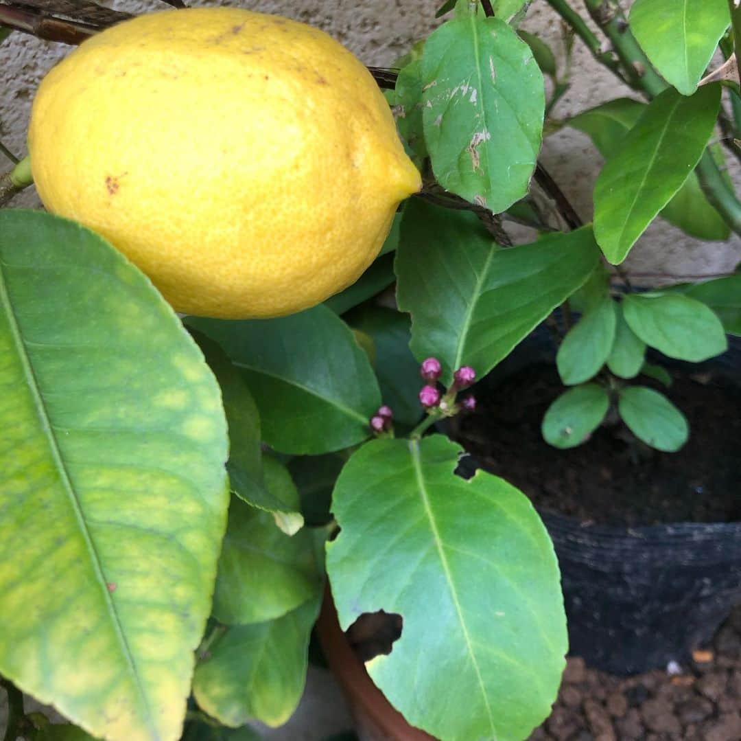 大宮エリーさんのインスタグラム写真 - (大宮エリーInstagram)「かなり前から ベランダ菜園してます。 レモンが🍋 げんきくれてます。  パセリ、ミント、レモングラス などなど  料理用や、お茶に🍵  #ベランダ菜園 #おうち時間を楽しむ」4月16日 10時17分 - ellie_omiya