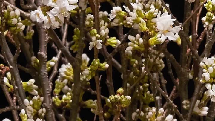 のインスタグラム：「We hope things will get back to normal soon. Be strong and keep believing!  #azumamakoto #shiinokishunsuke #amkk #amkk_project #jardinsdesfleurs #feelspring #sakura #cherryblossom #stayathome #staysafe #東信 #東信花樹研究所」