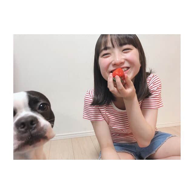 田牧そらさんのインスタグラム写真 - (田牧そらInstagram)「・ 大きいイチゴ 可愛いイチゴ 美味しいイチゴ ・ 目線の先には、、、 ・ ・ なな太ーーー！ ・ ・ あげるのか あげないのか！ ・ ・ うふふ、 あげまへーん！！ うまい😋 ・ ・ ・ #田牧そら」4月16日 10時28分 - sora_tamaki_official