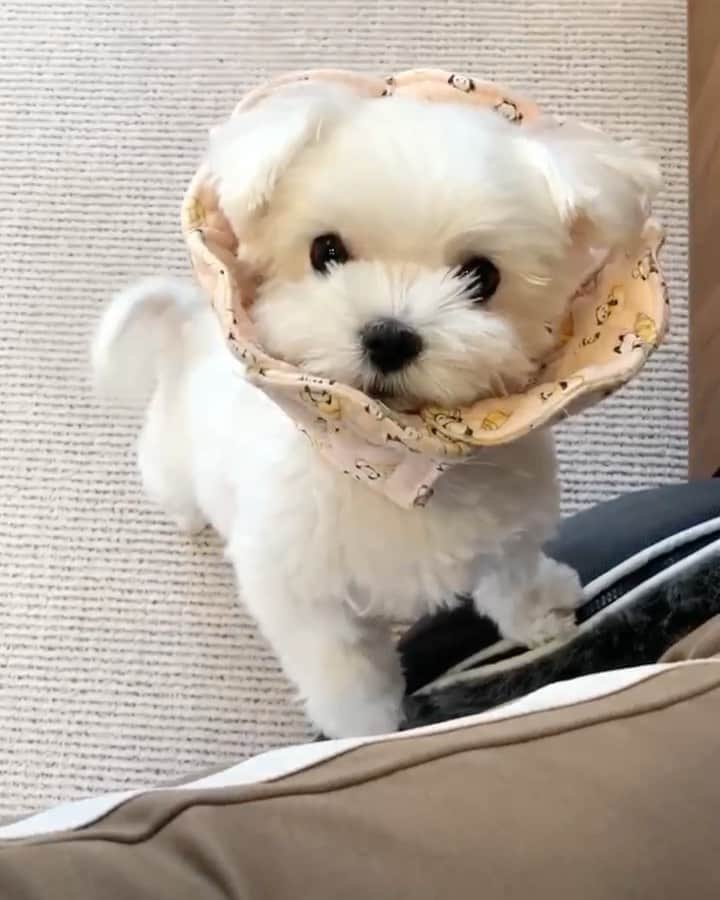 マルチーズ兄妹♡おかゆとおもちのインスタグラム：「…🐶👨‍💻 . . 今日と明日在宅勤務👨‍💻 . もっち、仕事手伝ってくれる？🐶 . . #在宅勤務  #テレワーク  #コロナに負けない . . . #9gag #9gagcute #maltese #malteseofinstagram #happydog #dogsmile #doglove #doglover #dogstagram #instadog #lovedogs #ilovemydog #cutedog #dogoftheday #instapet #말티즈 #fluffypack . #okayusan #マルチーズ #犬バカ部  #わんこ  #エブリドッグ  #pecotv #pecodogs #鼻ぺちゃ #マルチーズ兄妹 . @nenetun.0824」
