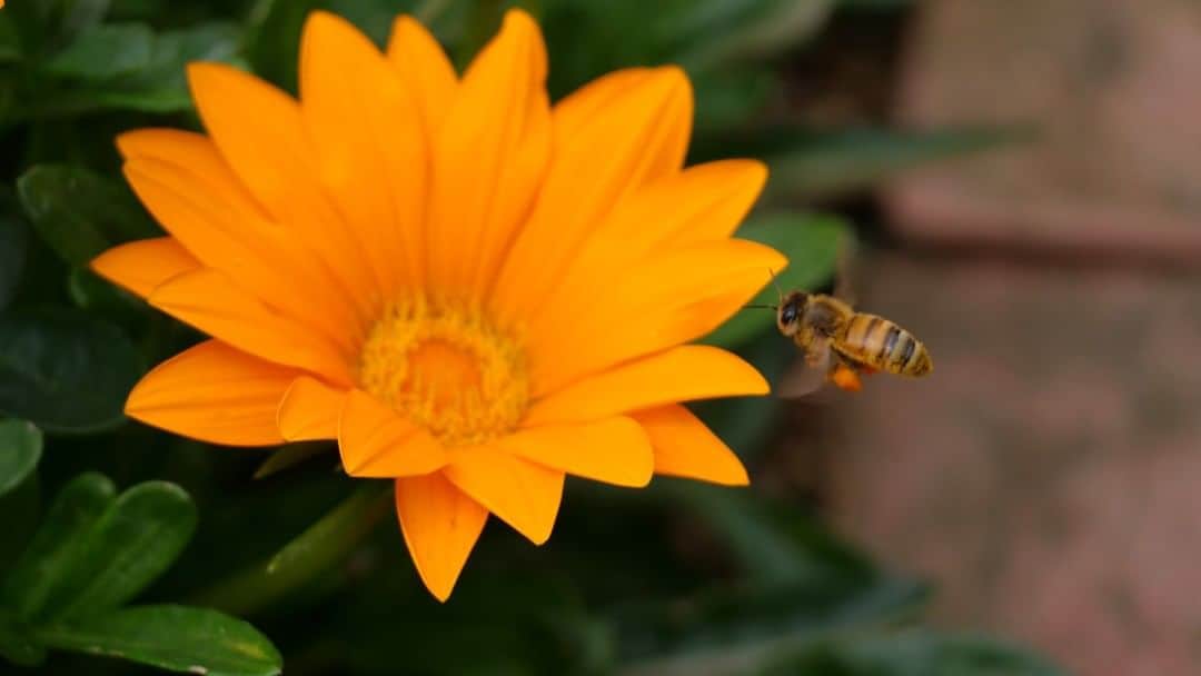 ホテル日航アリビラ 公式Instagramさんのインスタグラム写真 - (ホテル日航アリビラ 公式InstagramInstagram)「花から花へ。みつばちの足にはたくさんの花粉だんご。  From one flower to another, the bee's feet are covered in pollen.  #hotelnikkoalivila #alivila #hotelnikko #resort #okinawa #yomitan #flower #honeybee #beepollen #observation #ホテル日航アリビラ #アリビラ #ホテル日航 #リゾート #沖縄 #読谷 #花 #ミツバチ #花粉 #花粉だんご #観察」4月16日 11時00分 - hotelnikkoalivila