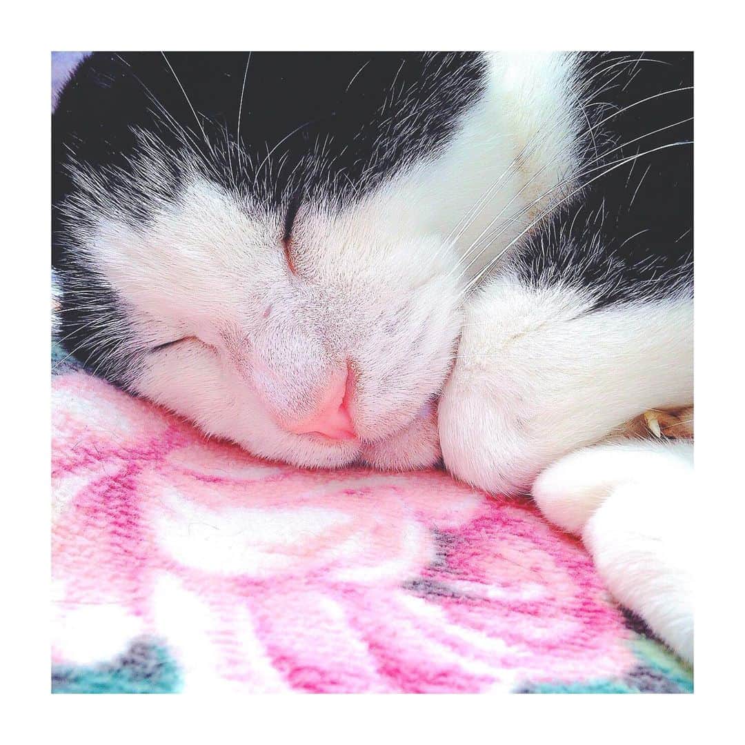 理絵さんのインスタグラム写真 - (理絵Instagram)「今日はのんちゃんの命日  #ilovecat #cat #gatto #고양이 #猫 #白黒猫 #命日 #tokyo #japan」4月16日 11時13分 - ____rie____