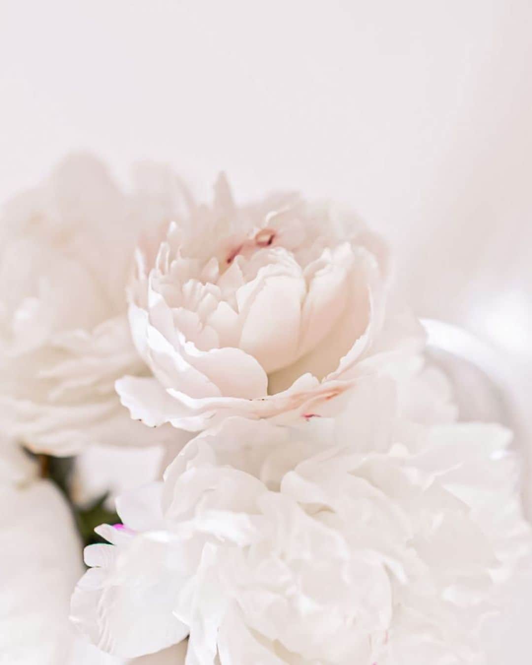 Yukicoさんのインスタグラム写真 - (YukicoInstagram)「˚₊*̥°˖*𓆸 𝑻𝒉𝒖𝒓𝒔𝒅𝒂𝒚 #flowerphotography #flowerpower #flowermagic#flowerlover #flowerporn #flowerlove#lightroomweek」4月16日 11時23分 - yukicolifecom