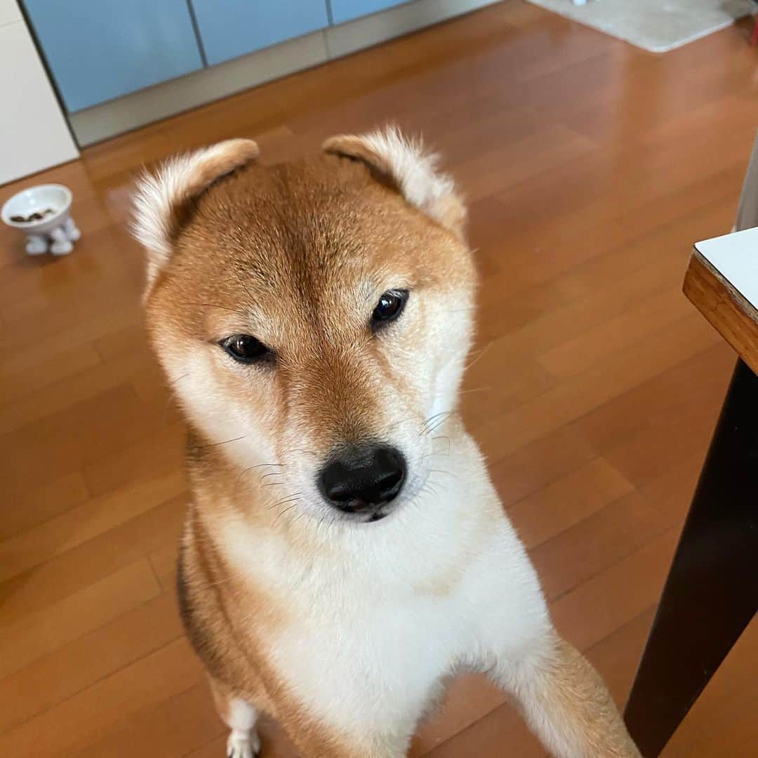 光岡映二さんのインスタグラム写真 - (光岡映二Instagram)「誰？ #柴犬#shiba#しばいぬ」4月16日 11時34分 - eijimitsuoka