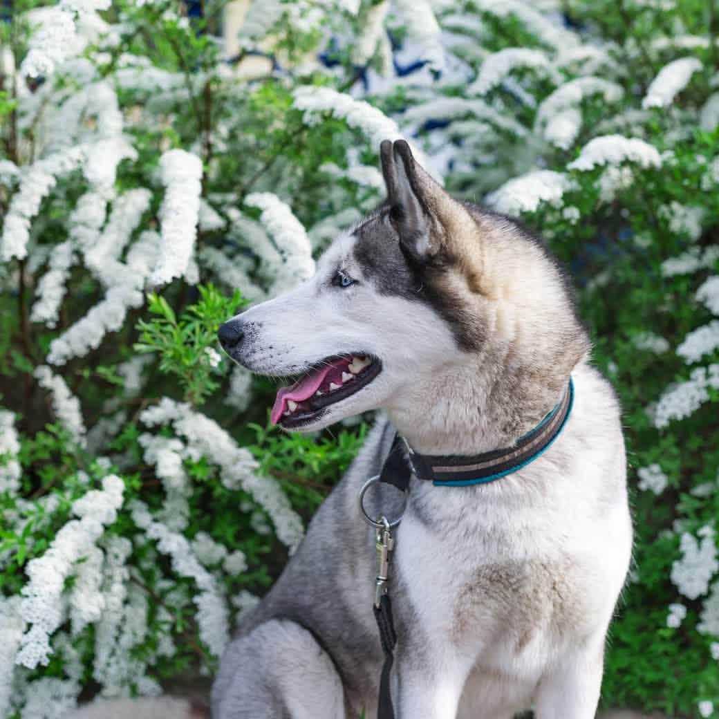 docdogのインスタグラム：「こんにちは！ドックドッグの中野です😊自宅待機が続きついに観葉植物に話しかけるようになりました⠀ 今日も #ドックドッグお題バトン に参加します！🐾⠀ ⠀ さあ、#4月のお題は春色 です🌼⠀ ⠀ 春は眠っていた生き物が活動しはじめる目覚めの季節☀️⠀ 春が見頃のお花にも色んな種類がありますね😉❤️⠀ ⠀ ということで、⠀ #ドックドッグお題バトン ⠀ #4月のお題は春色 ⠀ 春になると真っ白で雪のような花をたくさん咲かせる🌼ユキヤナギ🌼とシベリアンハスキーの写真と共にバトンを置いておきます🤗💓⠀ ⠀ バトンは自分ではじめても、何人に回しても、回さなくてもOKデス😉✨⠀ ⠀ 愛犬と春のショットにハッシュタグを付けてどんどん投稿してくださいね！🍀⠀ ⠀ #ドックドッグお題バトン ⠀ #4月のお題は春色 ⠀ #ユキヤナギ ⠀ #シベリアンハスキー ⠀ #ドックドッグ ⠀ #docdog」