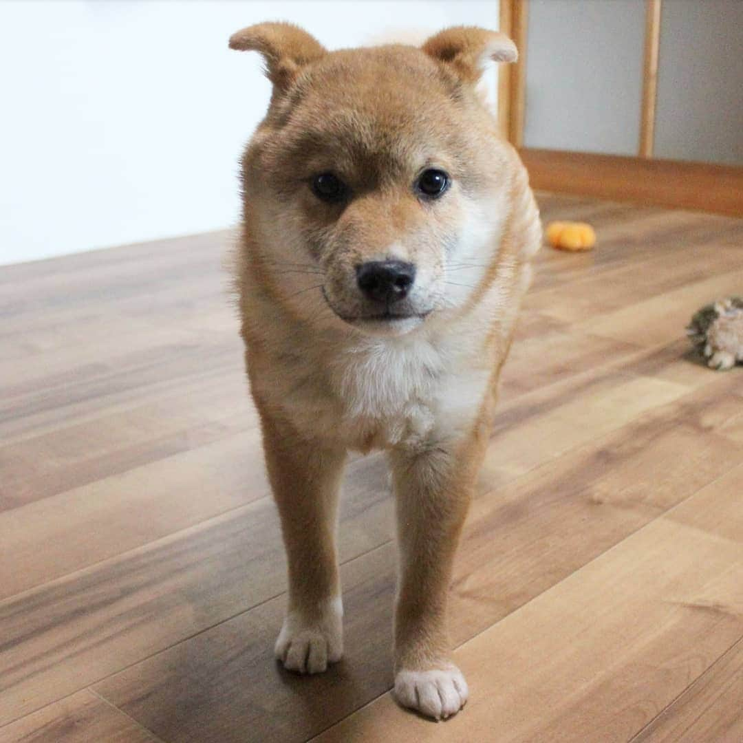 柴犬たま Shibainu Tamaのインスタグラム