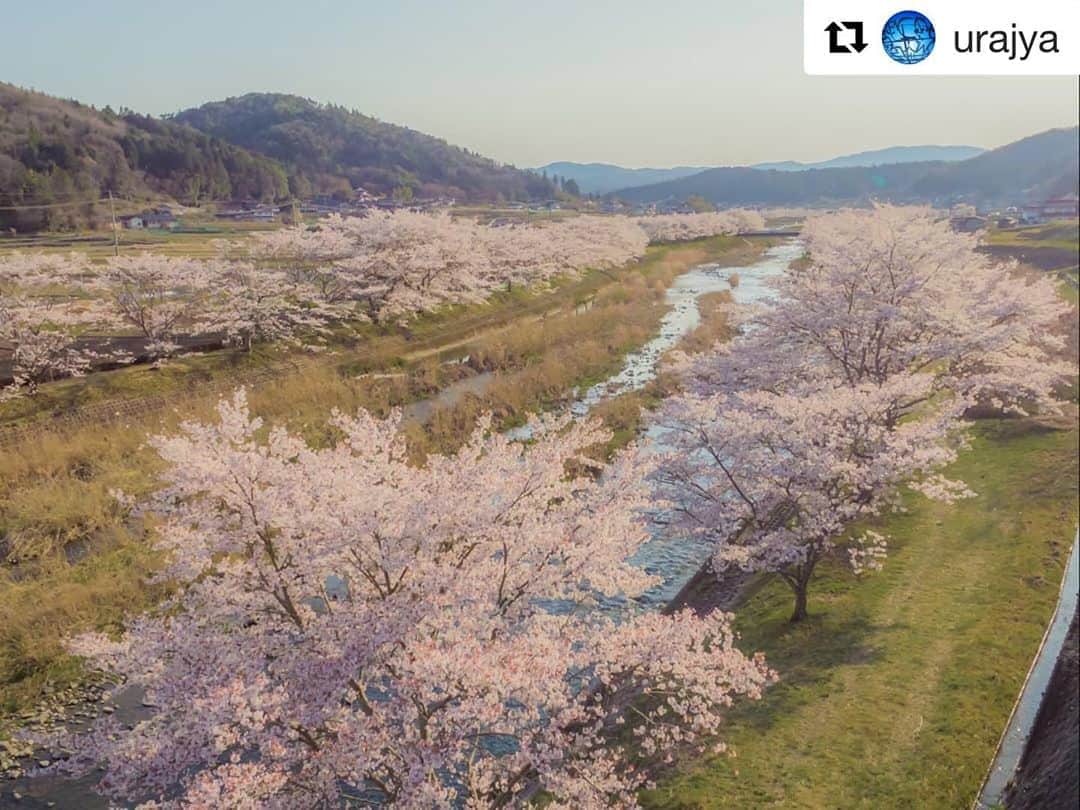 Bi Rod by Lumica.のインスタグラム：「#Repost @urajya with @get_repost ・・・ ーーー満ーー開ーーー  一度見て見たかった 「美波羅川の千本桜」. 圧巻の風景でした😍. . 🌸🌸🌸🌸🌸🌸🌸🌸 美波羅川沿いに 約9kmも続く桜並木 🌸🌸🌸🌸🌸🌸🌸🌸. . .  2020.4.8  #三次市 #美波羅川  #美波羅川の千本桜 #birod」