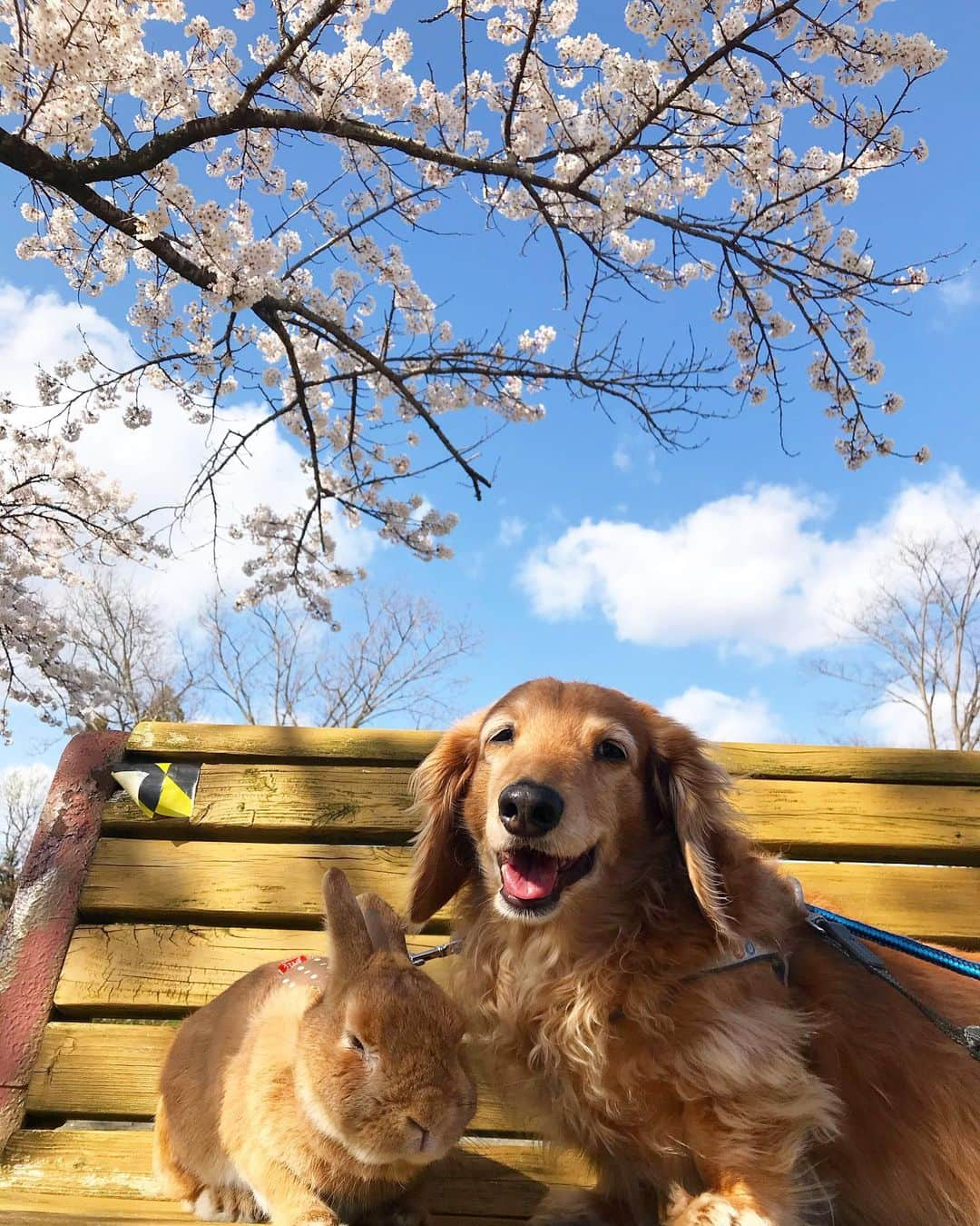 Chieko Shibutaさんのインスタグラム写真 - (Chieko ShibutaInstagram)「たろー🐶&うじゃこ🐰 地方☀️ さんぽ🌱 初めての公園 桜が満開🌸 美味しい　ランチあるかな？ サラダバー🥗探検🐶🍴🐰✨ 💕✨🐶🍀🐰✨💕 💕 #わんこの散歩 #dachshund #dachshunds #dachshundlove #dog #dogs #doglove #instadog #instagram #instagood #pet #pets #petsagram #cute #cutepe #cutepet #cutedog #cuteanimals #likes #smile #rabbit #ラビット #ミニュチュア #ミニュチュアダックス  #ミニュチュアダックスフント #うさぎ部 #うさぎ #ダックス #ダックスフンドロングヘアー#犬とうさぎ」4月16日 13時06分 - chieko.81