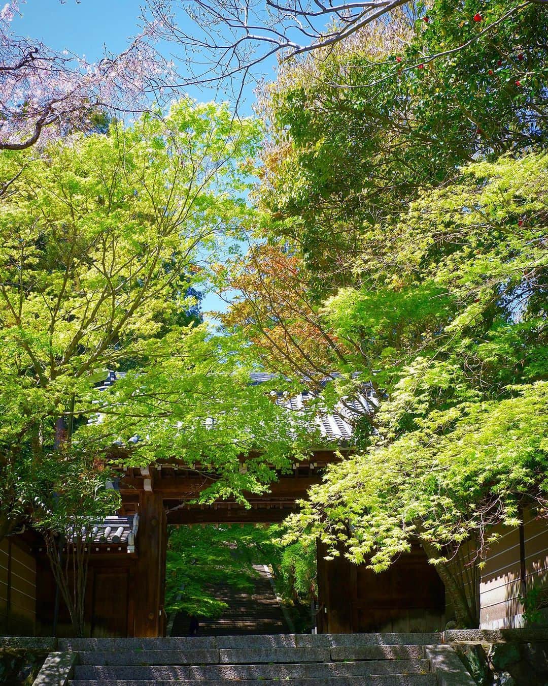 豊大槻さんのインスタグラム写真 - (豊大槻Instagram)「#kyoto  #shrine  #京都  #神社」4月16日 13時24分 - yutakachi