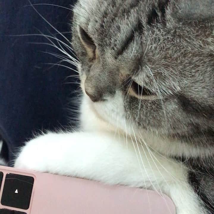 KATSUOのインスタグラム：「下から肉球をさわさわ . #cat #catstagram #catsofinstagram #katsuo #猫のいる暮らし」