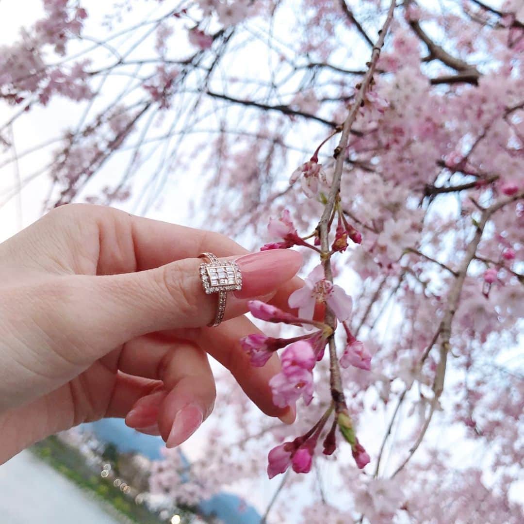 鈴木絢子さんのインスタグラム写真 - (鈴木絢子Instagram)「・ ・ 【遅咲き桜と新作ジュエリー🌸】 桜シーズンはを過ぎ去ったかと思いきや、、遅咲きの桜が満開に✨ ・ ツノジュエリーも3月デビュー予定だった新商品が、遅ればせながらようやく完成しました💡 ・ 自粛モードだからこそ、毎日小さなことでも元気になれる出来事を見つけたい✊ ・ ジュエリーについては、飽きずにつけられて、見るたびに気分が上がるモノを✨ #アンティーク調 のちょっと個性的な、かぶらないダイヤのデザインにしてみました🤗 ・ #楽天 #ツノジュエリー 🦌✨ https://item.rakuten.co.jp/tsunotokyo/tnsr-0053-k18pg/ ・ この価格では難しいと言われながらも、何とかできたバゲットタイプ。 可愛すぎてテンション上がります😍✨ ・ ・ #リーズナブルで高品質 #ジュエリーデザイナー #ツノジュエリー #ジュエリーコーディネーター #美容家 #美肌ジュエリー #開運ジュエリー #運気アップ #春のジュエリー #純金 #安全資産 #幸せを運ぶ鹿のツノ #大人ジュエリー  #セクシージュエリー #バケットダイヤ #楽天1位 #ミニチュアダックス #親子犬 #八重紅しだれ桜 #jewelry #tsunojewelry #diamond #💎」4月16日 23時09分 - ayako_suzuki810